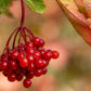 20 AMERICAN HIGHBUSH CRANBERRY Viburnum Trilobum Red Fruit White Flower Shrub Seeds