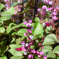 10 Ruby Moon HYACINTH BEAN Lablab Purpureus Blue Purple White Flower Ornamental Vine Seeds