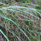 1000 SWITCHGRASS Tall Panic Switch Grass Panicum Virgatum Red Flower Seeds