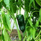 50 ANCHO POBLANO PEPPER Chili Pepper Capsicum Annuum Vegetable Seeds