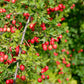 20 ENGLISH HAWTHORN TREE Edible Fruit Flower Mayflower Crataegus Laevigata Seeds