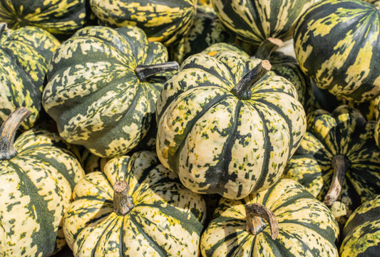 15 HEART Of GOLD Acorn SQUASH Winter Cucurbita Pepo Vegetable Seeds