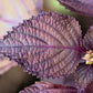 300 PURPLE SHISO aka PERILLA Frutescens Ornamental Herb Seeds Green & Purple