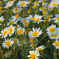 1000 GARLAND CROWN DAISY Chrysanthemum Coronarium Glebionis White Yellow Flower Seeds