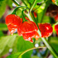 10 Red CAROLINA REAPER PEPPER World's Hottest Capsicum Chinense Hot Chili Vegetable Seeds