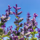 50 OXFORD BLUE SAGE Salvia Viridis Clary Painted Horminum Sage Herb Flower Seeds