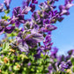 50 OXFORD BLUE SAGE Salvia Viridis Clary Painted Horminum Sage Herb Flower Seeds