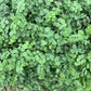 500 SALAD BURNET Sanguisorba Minor Edible Greens Vegetable Herb Flower Seeds