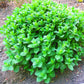 1000 HEIRLOOM CATNIP Nepeta Cataria Herb Flower Seeds