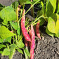 25 DWARF HORTICULTURE BEAN Taylor Long French Phaseolus Vulgaris Vegetable Seeds