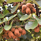 100 KIWI FRUIT Kiwi Actinidia Vine Seeds (Kiwifruit / Hardy Kiwi / Tara Vine / Yang Tao / Chinese Gooseberry / Chinese Strawberry)