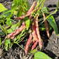 25 DWARF HORTICULTURE BEAN Taylor Long French Phaseolus Vulgaris Vegetable Seeds
