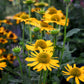 50 OZARK GOLD CONEFLOWER Echinacea Paradoxa Yellow Bush's Coneflower Flower Seeds