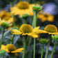 50 OZARK GOLD CONEFLOWER Echinacea Paradoxa Yellow Bush's Coneflower Flower Seeds