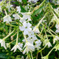200 JASMINE AZTEC NICOTIANA (Ornamental Flowering Tobacco) Nicotiana Alata Flower Seeds