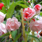 100 Mixed Colors DOUBLE CAMELLIA IMPATIENS (Balsam / Lady Slipper / Touch Me Not) Impatiens Balsamina Flower Seeds