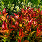 15 DWARF SACRED BAMBOO Heavenly Nandina Domestica Nana Pink Red Sun Shade Shrub Seeds