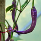 50 PURPLE CAYENNE PEPPER Hot Capsicum Annuum Vegetable Seeds