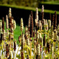 500 GIANT YELLOW HYSSOP Agastache Nepetoides Herb Flower Seeds