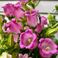200 Rose Pink CANTERBURY BELLS - CAMPANULA Medium Flower Seeds