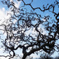 5 EUROPEAN HAZELNUT TREE aka Common Filbert Corylus Avellana Fruit Nut Seeds