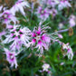 1000 FRINGED PINKS DIANTHUS Superbus White Pink Purple Flower Seeds