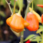 40 Orange SCOTCH BONNET PEPPER very hot Jamaican Capsicum Chinense Vegetable Seeds