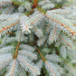 50 Colorado BLUE SPRUCE Tree Picea Pungens Glauca Christmas Tree White Silver Spruce Evergreen Seeds