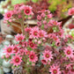 25 MIXED HENS & CHICKS Chickens Succulent (Live Forever) Sempervivum Flower Seeds