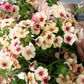 50 CHERRY CARAMEL PHLOX Drummondii Bicolor Pink Flower Seeds