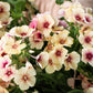 50 CHERRY CARAMEL PHLOX Drummondii Bicolor Pink Flower Seeds