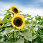 25 EBONY & GOLD SUNFLOWER Helianthus Annuus Flower Seeds