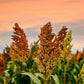 50 DELLA SORGHUM Bicolor Syrup Flour Grain Vegetable Seeds