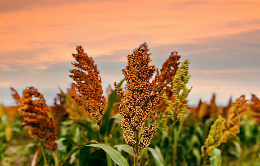 50 DELLA SORGHUM Bicolor Syrup Flour Grain Vegetable Seeds
