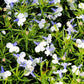200 BLUE SPLASH LOBELIA Regatta Blue & White Erinus Flower Seeds
