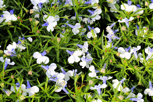200 BLUE SPLASH LOBELIA Regatta Blue & White Erinus Flower Seeds
