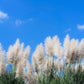 200 WHITE PAMPAS GRASS Cortaderia Selloana Ornamental Flower Seeds