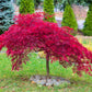 10 INABA SHIDARE MAPLE Weeping Red Laceleaf Japanese Acer Palmatum Dissectum Tree Seeds