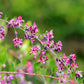 100 SLENDER BUSH CLOVER Lespedeza Virginica Bushclover Native Shrub Pink Purple Flower Legume Seeds