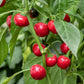 100 Red CHERRY HOTS Pepper (Finger Hots, Hot Cherry Pepper, Hot Chili Pepper, Cherry Chili Pepper, Pimienta) Capsicum Annuum Vegetable Seeds