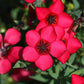 500 Red SCARLET FLAX Linum Grandiflorum Rubrum Flower Seeds