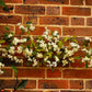 20 WHITE CLEMATIS Virginiana / Virgins Bower Flower Vine Seeds