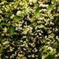20 WHITE CLEMATIS Virginiana / Virgins Bower Flower Vine Seeds