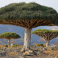 10 DRAGON TREE Dracaena Draco Canary Island Drago Blood Asparagus Yucca Evergreen Succulent Houseplant Orange Berry White Flower Seeds