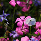 500 Oculata MIXED COLORS VISCARIA (Rose of Heaven / Rose Angel) Silene Coeli-Rosa Flower Seeds