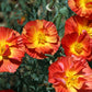 1500 MIKADO POPPY Red Orange California Poppy Flower Eschscholzia Californica Seeds