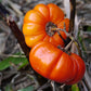 25 TURKISH ORANGE EGGPLANT Scarlet Solanum Aethiopicum Fruit Vegetable Seeds