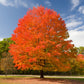 25 SUGAR MAPLE Syrup TREE Native Rock Fall Color Acer Saccharum Seeds