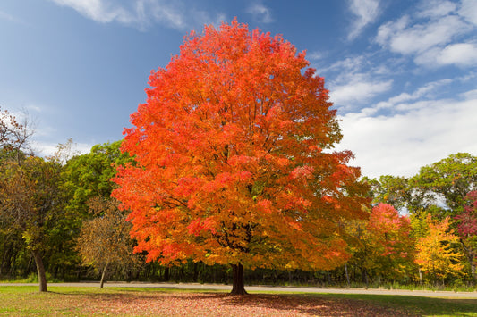 25 SUGAR MAPLE Syrup TREE Native Rock Fall Color Acer Saccharum Seeds