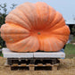 10 Dill's ATLANTIC GIANT PUMPKIN Up to 2000 lb Cucurbita Vegetable Seeds